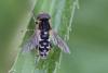 Anasimyia interpuncta